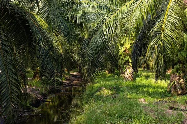 Palm trees at a Palm Oil Plantation in South East Asia — Stock Photo, Image