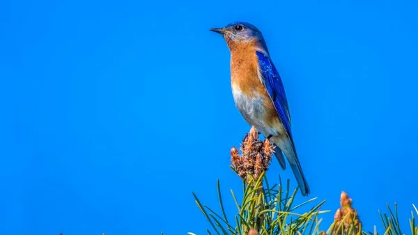 Пасхальная синяя птица — стоковое фото