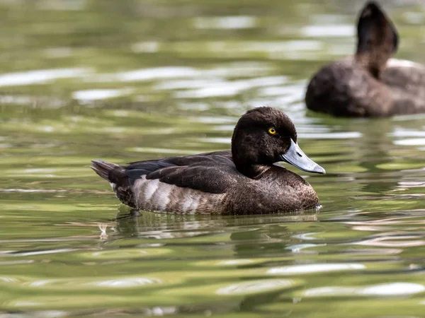 Selektive Fokusaufnahme einer schwarz-weißen Ente mit ausdrucksstarken Augen, die im See hängt — Stockfoto