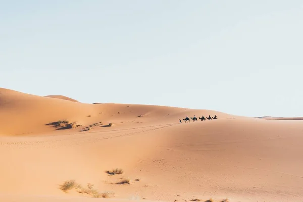 Een Kameel Caravan Gaat Door Zandduinen Van Erg Chebbi Woestijn — Stockfoto