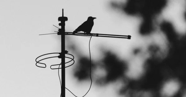 Arkaplanı bulanık olan bir elektrik teline tünemiş bir karganın gri ölçekli görüntüsü — Stok fotoğraf