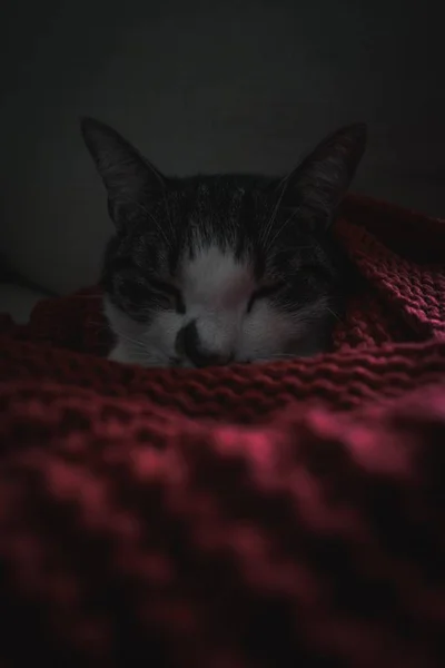 Pembe Bir Battaniyeye Sarılı Şirin Bir Kedi Yavrusunun Dikey Görüntüsü — Stok fotoğraf