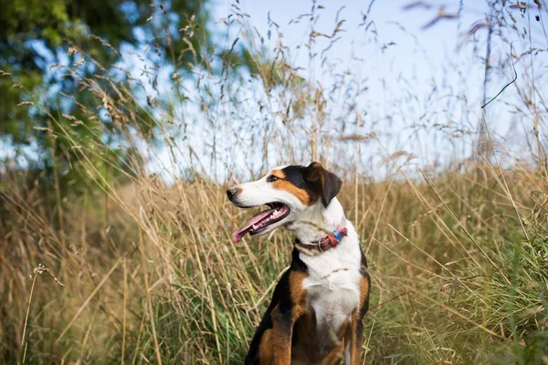 Симпатичний коричневий і білий собака з язиком дивиться в сторону в трав'янистому полі — стокове фото