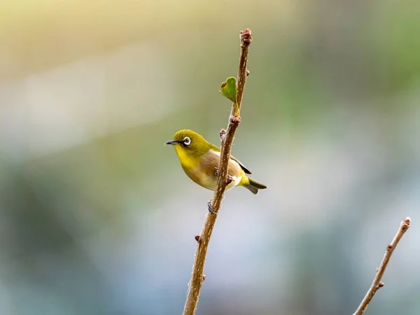 Selective focus shot of a cute exotic bird standing on a tree branch in the middle of a forest