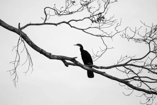 Graustufen eines schwarzen Vogels mit langem Schnabel, der auf einem Zweig auf einem schönen grauen Hintergrund sitzt — Stockfoto
