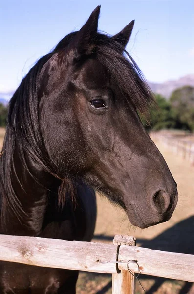 Gros plan du profil latéral d'un cheval brun derrière des clôtures en bois avec un fond flou — Photo