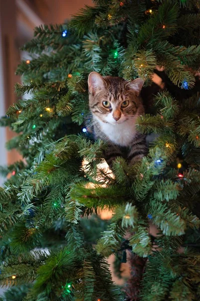 Gambar close-up vertikal dari kucing lucu mengintip keluar dari belakang pohon Natal — Stok Foto