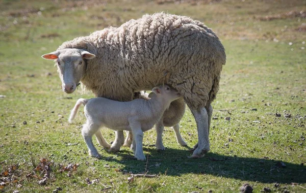 Bir Merino Koyunu Yeni Zeland Deki Çimenli Bir Tarlada Kuzuları — Stok fotoğraf