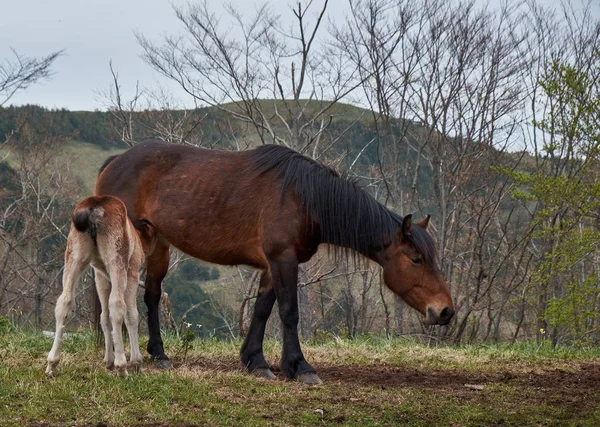 Beautiful brown horse feeding her foal while standing in the mountains