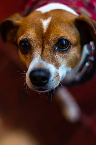 一只可爱的、长着善良眼睛的Plummer Terrier狗的头部垂直特写镜头 — 图库照片