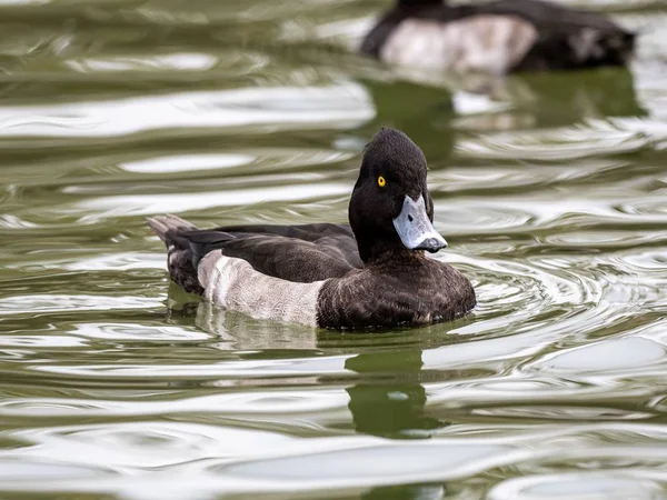 Mise au point sélective d'un canard noir et blanc avec des yeux expressifs suspendus dans le lac — Photo