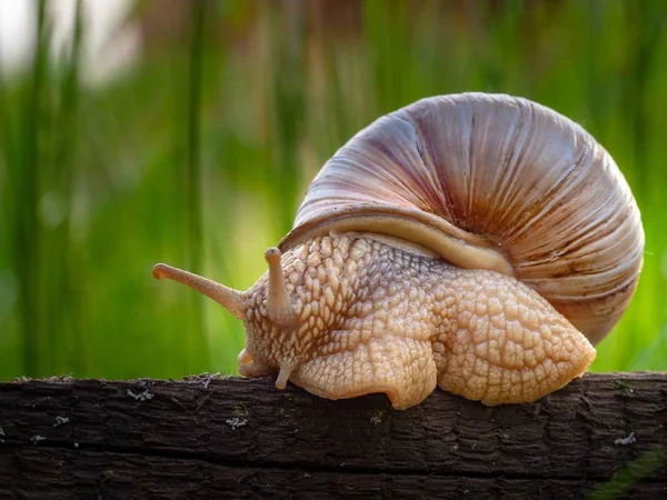 Closeup of a snail in a shell on a wood in a park with long grass on the blurry background — Stock Photo, Image
