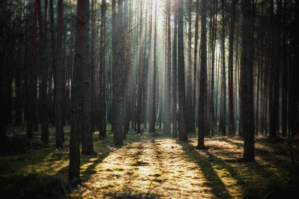 Ormandaki Uzun Ağaçların Arasından Parlayan Güneşin Güzel Bir Manzarası — Stok fotoğraf