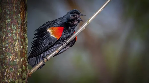 Rotflügelamsel — Stockfoto