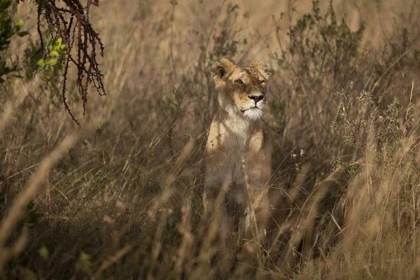 Seekor Singa Betina Cantik Berkamuflase Belakang Rumput Tinggi Yang Ditangkap — Stok Foto