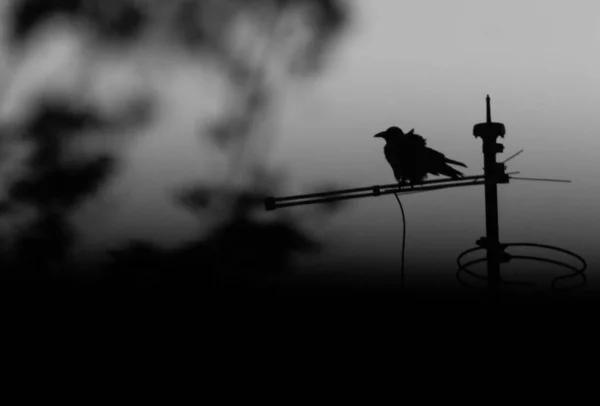 Disparo a escala de grises de un cuervo posado sobre un cable eléctrico con un fondo borroso —  Fotos de Stock