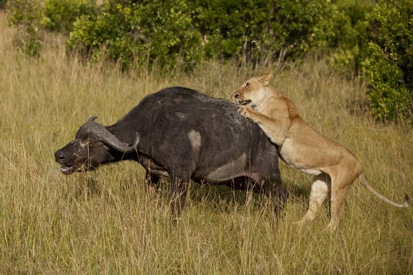 Lioness Attacking Big Black Buffalo Middle Grass Covered Field — Stock Photo, Image