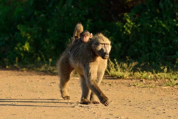 Babuino Cargando Bebé Sobre Espalda Camino Grava Junto Los Arbustos — Foto de Stock