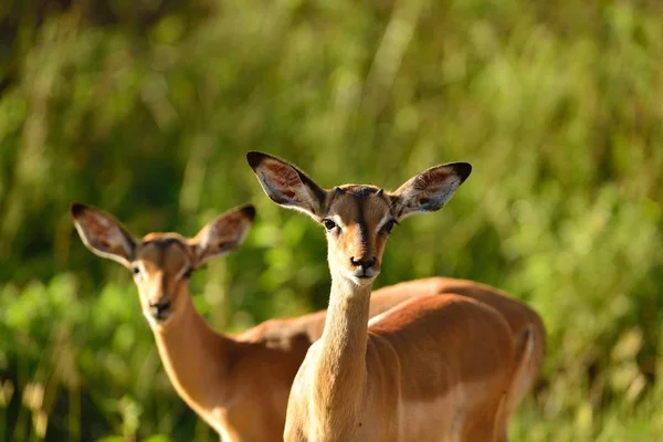 アフリカのジャングルの中で2匹のかわいい鹿の選択的な焦点のショット — ストック写真