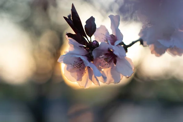 Primer plano de una hermosa flor de cerezo sobre un fondo borroso — Foto de Stock
