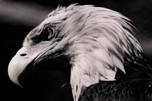 Primo piano di un'aquila reale con sfondo sfocato in bianco e nero — Foto Stock