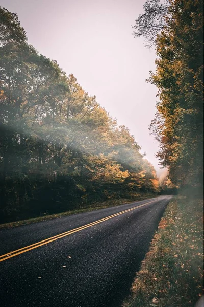 Tiro Vertical Uma Estrada Cercada Por Cenário Outono Amarelo — Fotografia de Stock