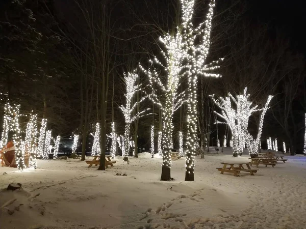 Parque Con Árboles Bancos Cubiertos Nieve Luces Durante Noche Invierno — Foto de Stock