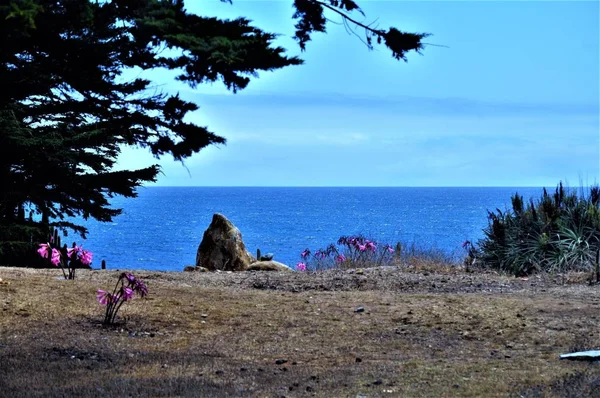 Hermosa toma de ángulo bajo de una playa con diferentes tipos de plantas bajo el cielo despejado — Foto de Stock