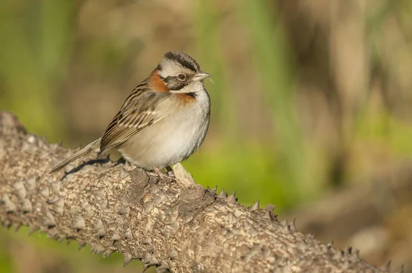 Gros plan d'un oiseau hirondelle gris perché sur une branche d'arbre avec un fond flou — Photo