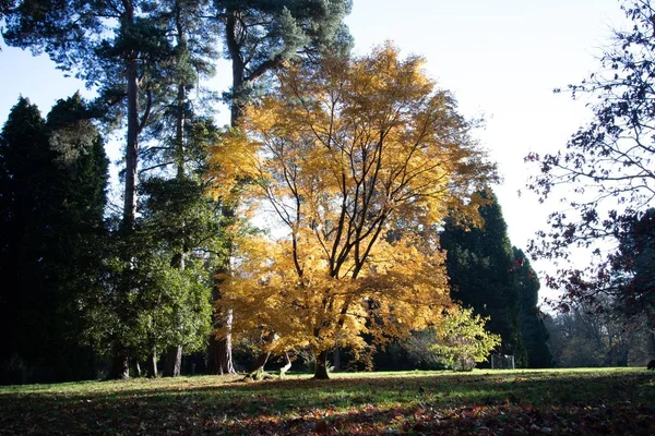 Hermoso paisaje de árboles altos con hojas de otoño coloridas, ideal para un fondo de pantalla natural — Foto de Stock