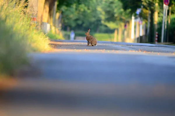 Captura selectiva de enfoque de una liebre marrón de pie en la carretera en la distancia —  Fotos de Stock