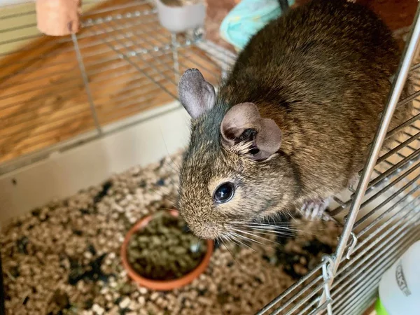 Nahaufnahme einer braunen Maus in ihrem metallischen Käfig mit verschwommenem Hintergrund — Stockfoto