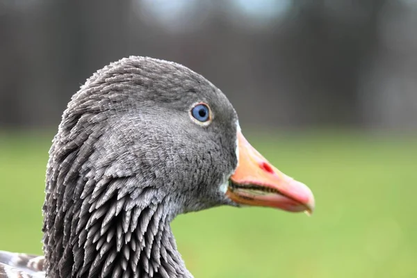 Tiro de perto de um pato cinzento com um fundo desfocado — Fotografia de Stock