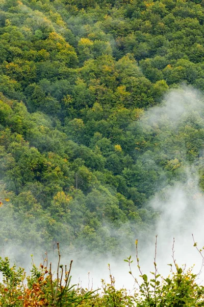 Вертикальний Знімок Лісу Горі Медведніца Загребі Хорватія — стокове фото