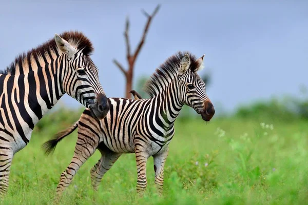 Zwei Wunderschöne Zebras Auf Den Grasbewachsenen Feldern Mitten Dschungel — Stockfoto