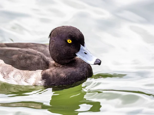 Schöne süße große Scaup-Ente mit ausdrucksstarken Augen inmitten des Sees — Stockfoto