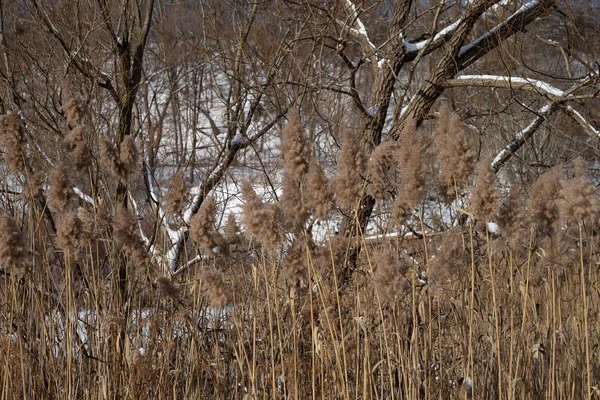 Primer plano de hierba seca en un campo con árboles desnudos cubiertos de nieve en el fondo — Foto de Stock