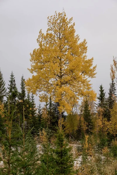 Modrzew żółty w lesie otoczony wiecznie zielonymi pokrytymi śniegiem pod szarym niebem — Zdjęcie stockowe