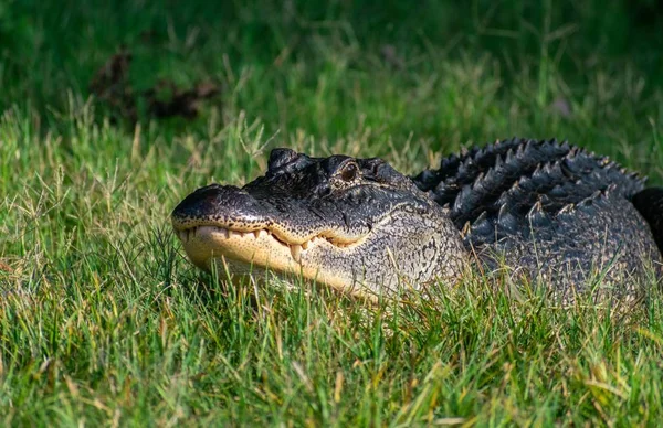 Eine Nahaufnahme Eines Schwarzen Amerikanischen Alligators Der Gras Unter Sonnenlicht — Stockfoto