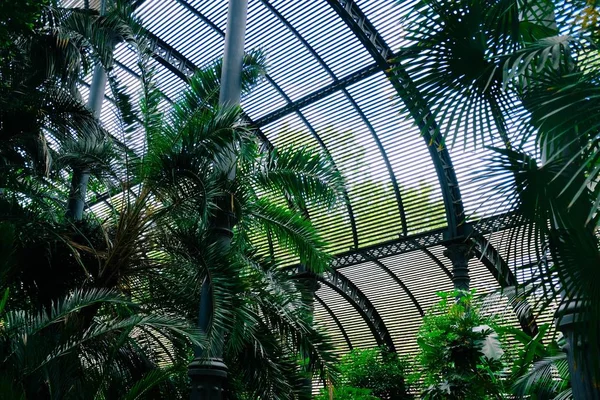 Plan à angle bas de beaux arbres verts à l'intérieur d'un hangar pendant la journée — Photo