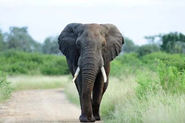 Belo elefante em um caminho de cascalho cercado por grama verde e árvores — Fotografia de Stock