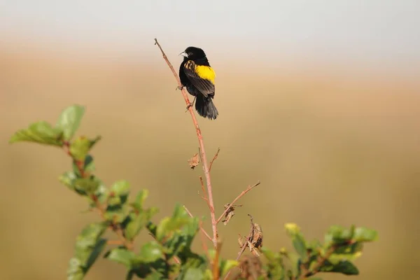 Selectieve focusopname van een exotische zwarte vogel zittend op een kleine tak — Stockfoto