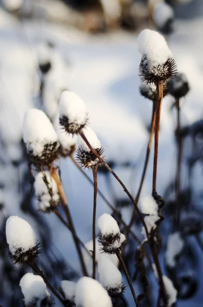 Close-up van lange droge planten met doornen bedekt met de sneeuw tegen een wazige achtergrond — Stockfoto