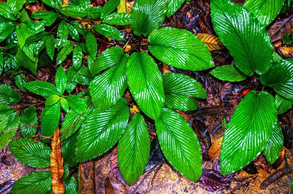 Tembakan jarak dekat dari daun hijau terang di tanah di hutan setelah hujan — Stok Foto