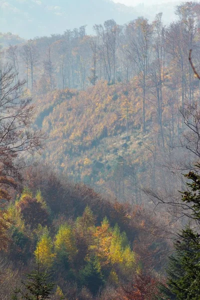 Pionowe Zdjęcie Lasu Górach Medvednica Zagrzebiu Chorwacja — Zdjęcie stockowe