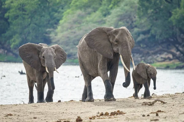 Una Familia Elefantes Africanos Caminando Cerca Del Río Con Bosque — Foto de Stock