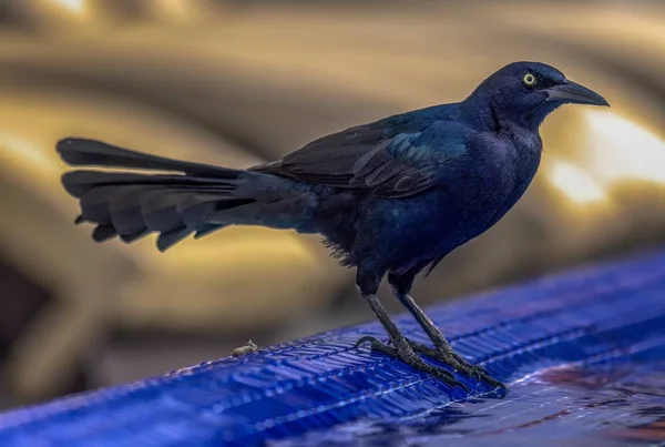 Nagy farkú grackle — Stock Fotó