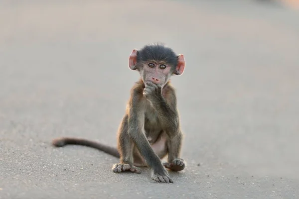 Ein Süßes Affenbaby Das Mit Der Hand Unterm Kinn Auf — Stockfoto