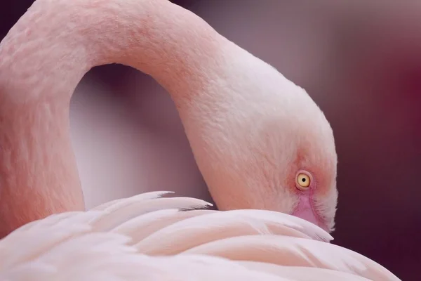 Egy Közeli Felvétel Egy Flamingó Arcáról Szárnya Mögött — Stock Fotó