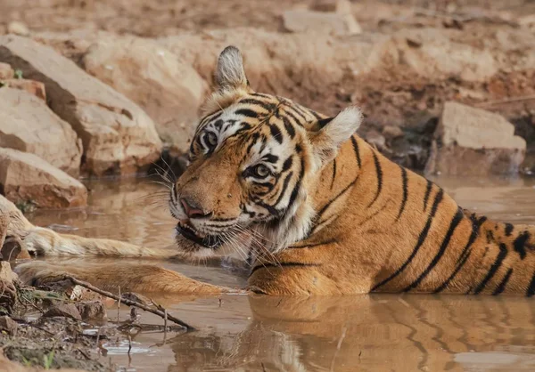 Nahaufnahme Eines Wilden Tigers Der Sich Tagsüber Schlammiges Wasser Legt — Stockfoto